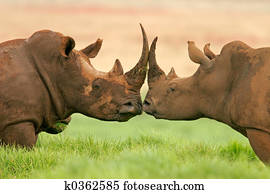 White rhinoceros White rhinoceros