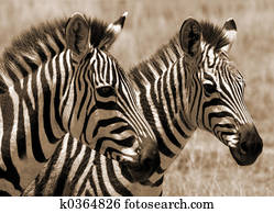 Zebra foals Zebra foals