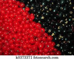 Berries Berries