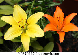 Contrasting Lillies