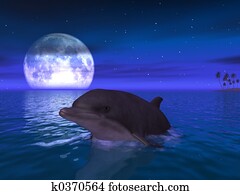 Dolphin Dolphin