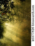 Forest in a smoke Forest in a smoke