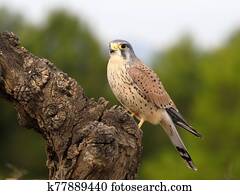 Kestrel, Falco tinnunculus