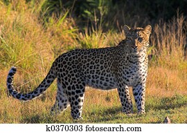 Leopard Leopard