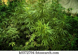 marijuana marijuana