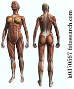 Muscle Female Muscle Female