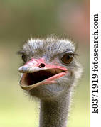 Ostrich Images | Our Top 1000+ Ostrich Stock Photos Page 2 | Fotosearch