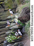 Puffins Puffins
