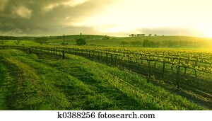 amanhecer, sobre, a, vinhedo