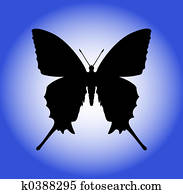 Butterfly Butterfly