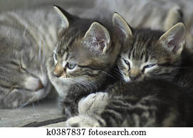 cats cats