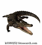 Crocodile Crocodile