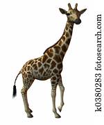 Giraffe Giraffe