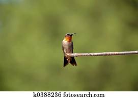 Hummingbird Hummingbird