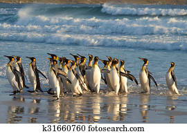 King Penguins in the Surf