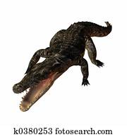 krokodil