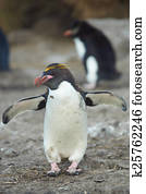 Macaroni Penguin