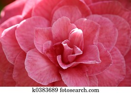 pink camellia