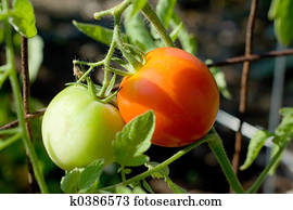 Tomatoes Tomatoes