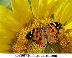 الفراشة عن دوار الشمس ألبوم الصور 63 الفراشة عن دوار الشمس Photos Fotosearch