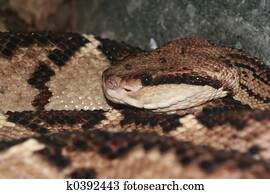 Bushmaster snake Bushmaster snake