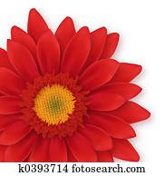 Gerbera Close-up