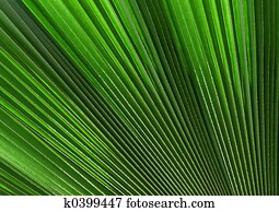 palm