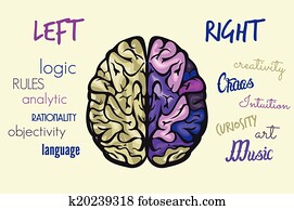 Brain function Brain function