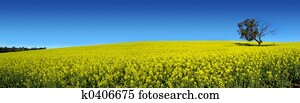 canola, panorâmico