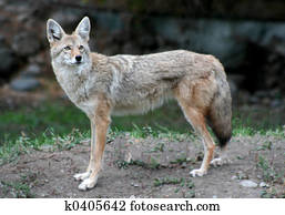 Coyote Coyote