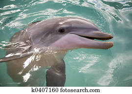 Dolphin Dolphin
