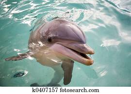 Dolphin Dolphin