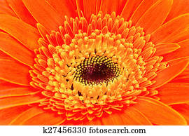 Gerbera flower
