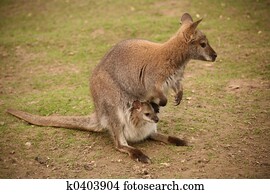 Kangaroo with baby Kangaroo with baby