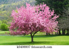 Pink flowering tree