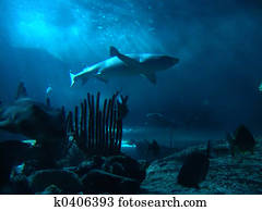 Shark Shark