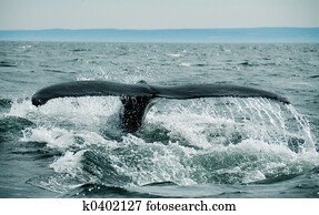 Whale Tail Whale Tail