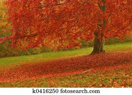 autumn autumn