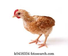 Chicken Chicken