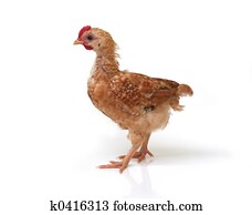 Chicken Chicken