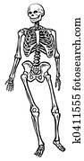 Human skeleton Human skeleton