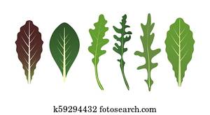 mischling, von, salat, leaves., arugula,, spinat, und, kopfsalat, leaf., vektor, abbildung, satz, in, flache, style. mischling, von, salat, leaves., arugula,, spinat, und, kopfsalat, leaf., vektor, abbildung, satz, in, flache, style.