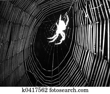 Spider Spider