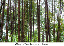 Tropical Rainforest Tropical Rainforest