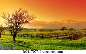 Vineyard Landscape Vineyard Landscape