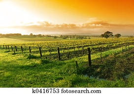 Vineyard Sunrise Vineyard Sunrise