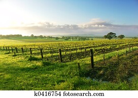Vineyard Sunrise
