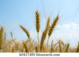 Wheat Wheat