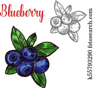 Blueberry vector sketch berry fruit icon Blueberry vector sketch berry fruit icon