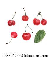 Botanical watercolor illustration of cherries isolated on white background Botanical watercolor illustration of cherries isolated on white background